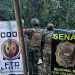 Desmantelan centro de acopio de droga y decomisan más de 53 toneladas de marihuana