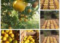 Agricultura familiar impulsa el programa “Hambre Cero”