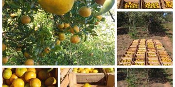 Agricultura familiar impulsa el programa “Hambre Cero”