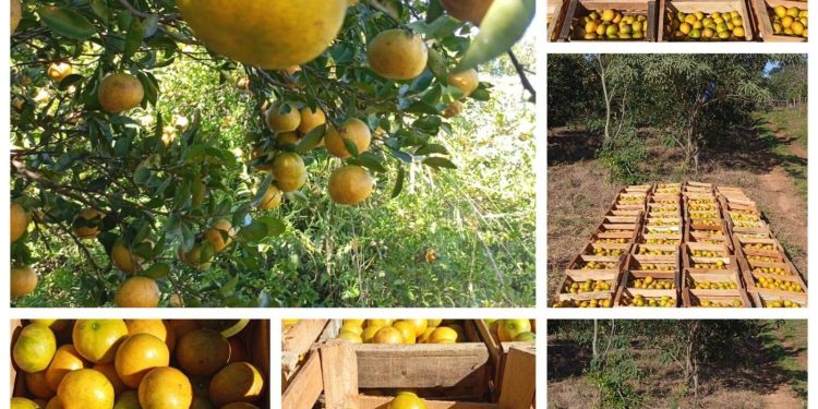 Agricultura familiar impulsa el programa “Hambre Cero”