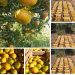 Agricultura familiar impulsa el programa “Hambre Cero”