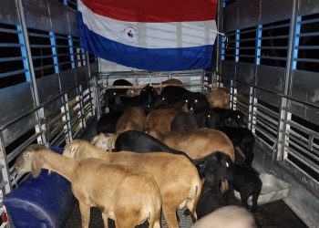 Paraguay se posiciona como exportador de genética ovina de calidad