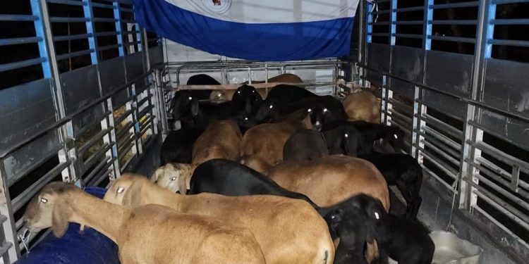 Paraguay se posiciona como exportador de genética ovina de calidad