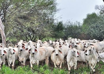 Inyección de Gs. 40.000 millones para fortalecer la producción ganadera nacional