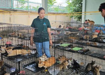 Vietnam: Policía rescató a cientos de gatos para consumo humano tras una redada