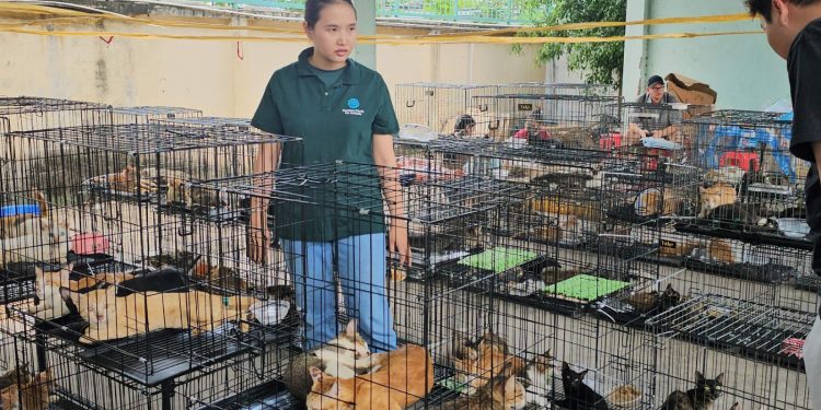 Vietnam: Policía rescató a cientos de gatos para consumo humano tras una redada