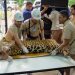 Operativo conjunto permitió la captura segura del yaguareté «Tape»