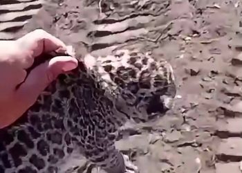 Verifican denuncia difundida en redes sobre un cachorro de yaguareté