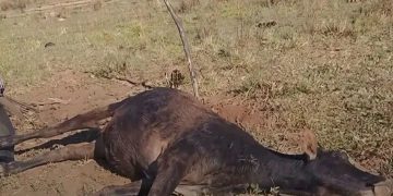 Alerta en Ñeembucú: rabia bovina provoca la muerte de 30 vacunos y preocupa a productores