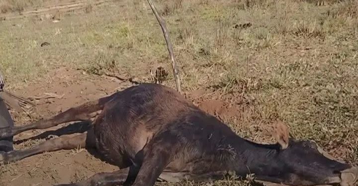 Alerta en Ñeembucú: rabia bovina provoca la muerte de 30 vacunos y preocupa a productores