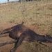 Alerta en Ñeembucú: rabia bovina provoca la muerte de 30 vacunos y preocupa a productores