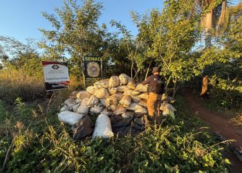 Detectan y desmantelan centro de producción mecanizada de marihuana en Capitán Bado