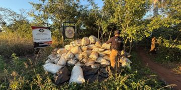 Detectan y desmantelan centro de producción mecanizada de marihuana en Capitán Bado