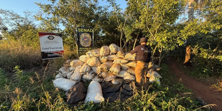 Detectan y desmantelan centro de producción mecanizada de marihuana en Capitán Bado