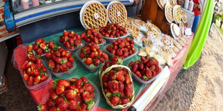 Expo Frutilla 2026 inició en Areguá con más productores, nuevos productos y actividades para toda la familia