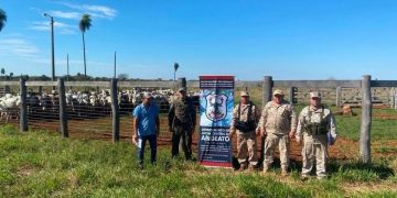 Frustran asalto a estancia en Yby Yaú y recuperan 108 cabezas de ganado