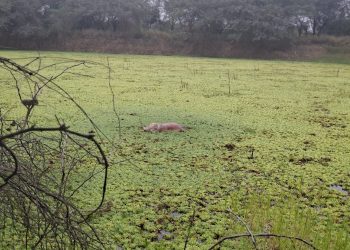 Hallan cadáver en tajamar de Loma Plata