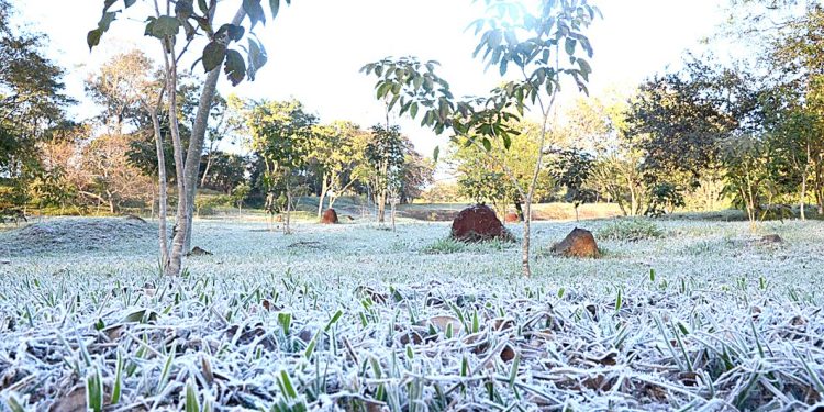 Heladas causan daños en pasturas, pero la humedad protegió a la mayoría de los cultivos