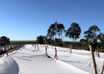 Emiten alerta agrometeorológica por fuerte descenso térmico y riesgo de heladas