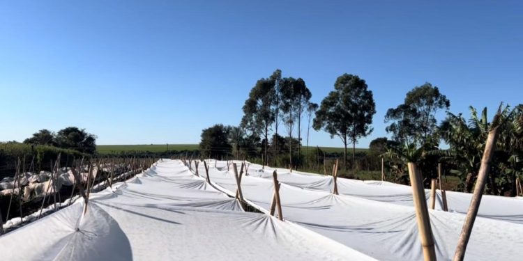 Emiten alerta agrometeorológica por fuerte descenso térmico y riesgo de heladas