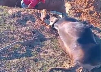 Misteriosa enfermedad causa la muerte de bovinos y preocupa a productores de Ñeembucú