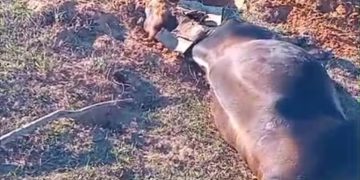 Misteriosa enfermedad causa la muerte de bovinos y preocupa a productores de Ñeembucú