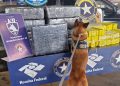Perro de la Aduana brasileña detectó droga oculta en vehículo paraguayo