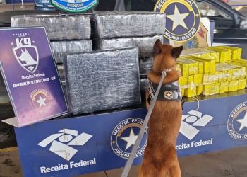 Perro de la Aduana brasileña detectó droga oculta en vehículo paraguayo