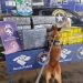 Perro de la Aduana brasileña detectó droga oculta en vehículo paraguayo