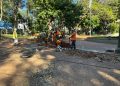 MOPC asegura que no está prevista la tala de árboles en la revitalización de la Plaza Uruguaya