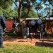 San Joaquín: hombre fue detenido por presunto caso de zoofilia