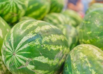 Promueven el cultivo de sandía con capacitación a productores