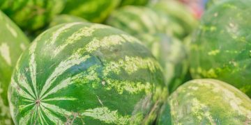 Promueve el cultivo de sandía con capacitación a productores
