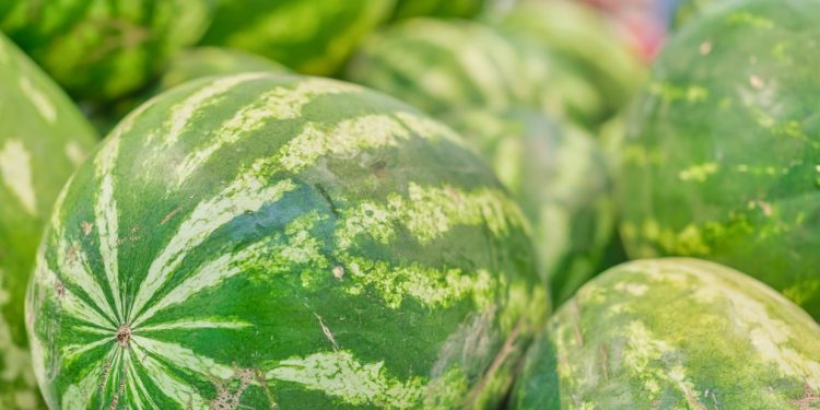 Promueven el cultivo de sandía con capacitación a productores