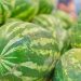 Promueven el cultivo de sandía con capacitación a productores