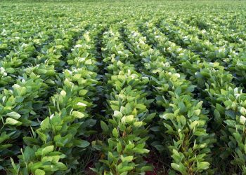 Histórica campaña sojera impulsa la economía paraguaya con exportaciones récord