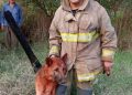 Bomberos voluntarios rescatan con vida a seis perros en Hohenau