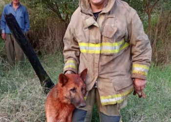 Bomberos voluntarios rescatan con vida a seis perros en Hohenau
