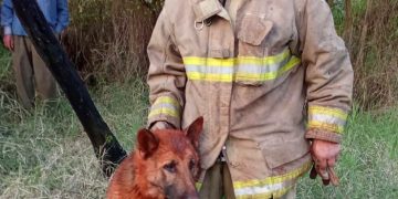 Bomberos voluntarios rescatan con vida a seis perros en Hohenau