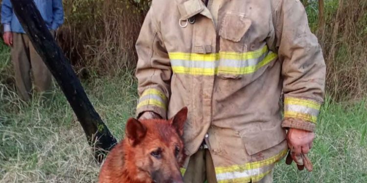 Bomberos voluntarios rescatan con vida a seis perros en Hohenau