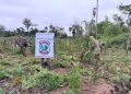 Desmantelan complejo de producción con toneladas de marihuana en Capitán Bado