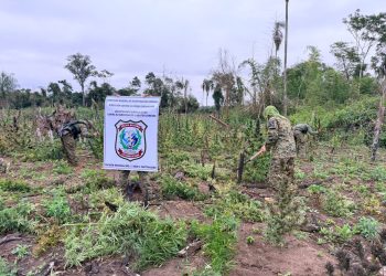 Desmantelan complejo de producción con toneladas de marihuana en Capitán Bado