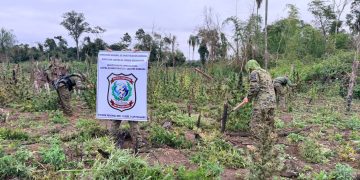 Desmantelan complejo de producción con toneladas de marihuana en Capitán Bado