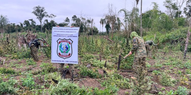 Desmantelan complejo de producción con toneladas de marihuana en Capitán Bado