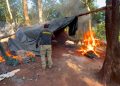 Desmantelan campamentos narco y eliminan más de 21 toneladas de marihuana