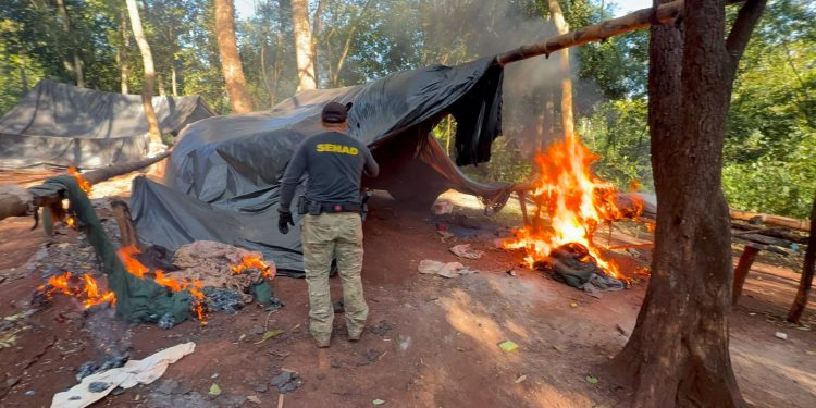 Desmantelan campamentos narco y eliminan más de 21 toneladas de marihuana