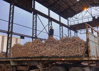 Productores alertan que antiguo tren de molienda ya no abastece demanda de caña