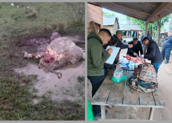 Caen dos sospechosos de abigeato tras allanamientos en Benjamín Aceval