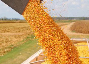 Paraguay proyecta una cosecha de maíz cercana a 6 millones de toneladas