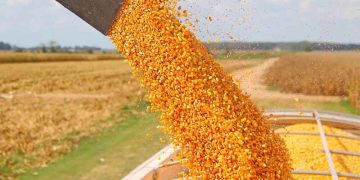 Paraguay proyecta una cosecha de maíz cercana a 6 millones de toneladas